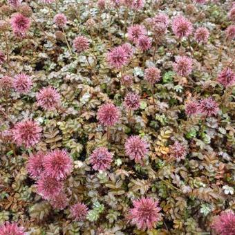 Acaena microphylla 'Kupferteppich'