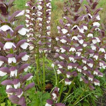 Acanthus hungaricus 'White Lips'