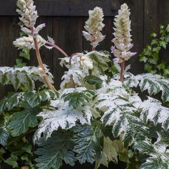 Acanthus mollis 'Tasmanian Angel'