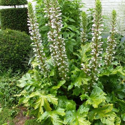 Stekelige berenklauw - Acanthus mollis 'Hollard's Gold'