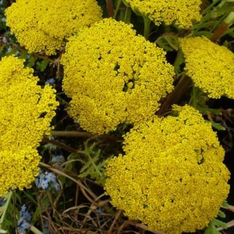 Achillea filipendulina 'Parker's Variety'