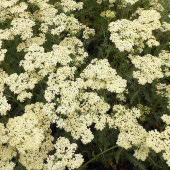 Achillea millefolium 'Alabaster'