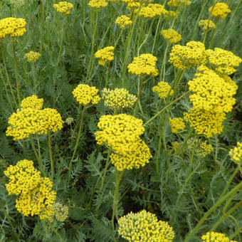 Achillea filipendulina 'Coronation Gold'