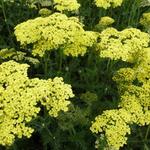 Achillea filipendulina 'Credo' - Duizendblad