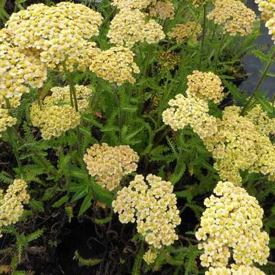 Duizendblad - Achillea 'Feuerland'