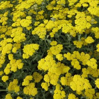 Achillea 'Moonshine'