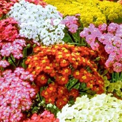 Duizendblad - Achillea millefolium 'Summer Pastels'