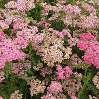 Achillea millefolium TUTTI FRUTTI 'Apricot Delight'