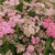 Achillea millefolium TUTTI FRUTTI 'Apricot Delight'