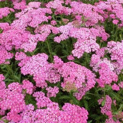 Duizendblad - Achillea millefolium 'Excel'