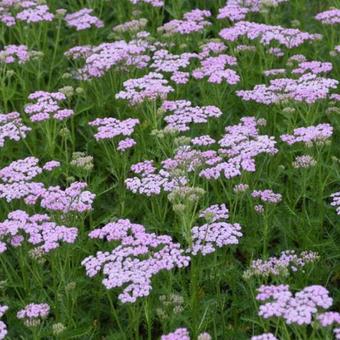 Achillea millefolium 'Lilac Beauty'