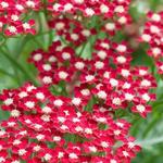 Achillea millefolium 'Peggy Sue' - Duizendblad