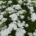 Achillea millefolium 'Schneetaler' - Duizendblad