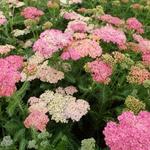 Achillea millefolium 'Wesersandstein' - Duizendblad