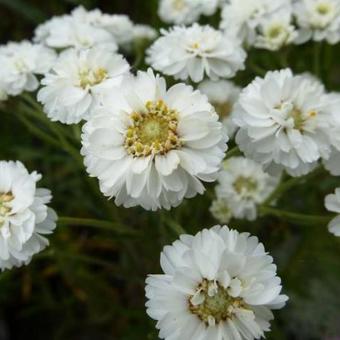 Achillea ptarmica 'The Pearl'