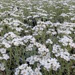 Achillea umbellata - Duizendblad