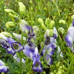 Aconitum x cammarum 'Bicolor' - Monnikskap