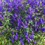 Aconitum henryi 'Spark's Variety' - Monnikskap