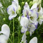 Aconitum 'Eleonora' - Monnikskap