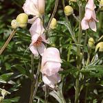 Aconitum napellus 'Rubellum' - Monnikskap