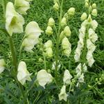 Aconitum napellus 'Schneewittchen' - Monnikskap, Witte monnikskap - Aconitum napellus 'Schneewittchen'