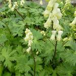 Aconitum septentrionale 'Ivorine' - Monnikskap