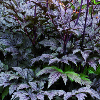 Actaea simplex 'Black Negligee'