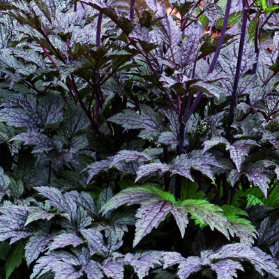 Christoffelkruid - Actaea simplex 'Black Negligee'