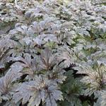 Actaea simplex 'Carbonella' - Christoffelkruid