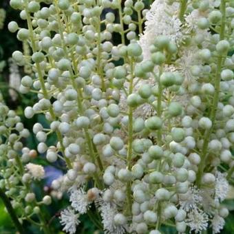 Actaea dahurica