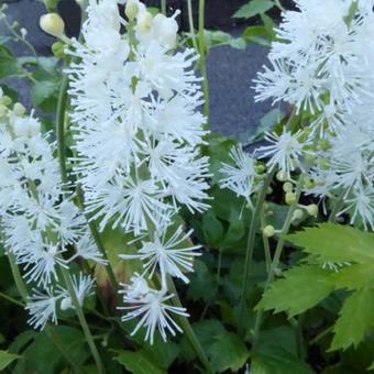 Actaea simplex 'White Pearl'