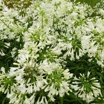 Agapanthus africanus 'Albus'