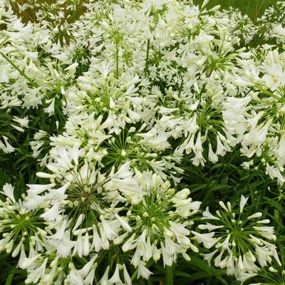 Agapanthus africanus 'Albus' - Afrikaanse lelie