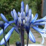 Agapanthus ‘African Queen’ - Afrikaanse lelie