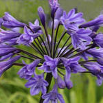 Agapanthus 'Black Buddhist' - Afrikaanse lelie