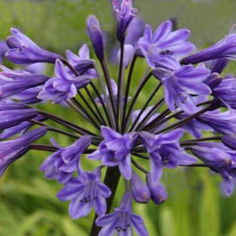 Agapanthus 'Black Buddhist'