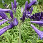 Agapanthus 'Black Pantha' - Afrikaanse lelie