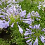 Agapanthus 'Blue Triumphator' - Afrikaanse lelie