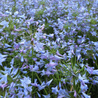 Agapanthus 'Donau'