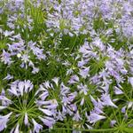 Agapanthus 'Dr Brouwer' - Afrikaanse lelie