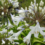 Agapanthus - Kaapse lelie, Afrikaanse lelie - Agapanthus