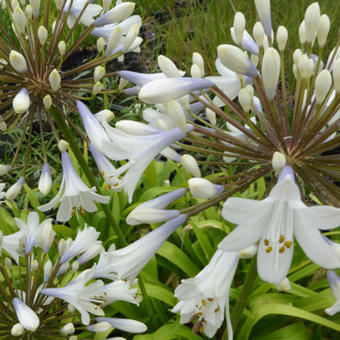 Agapanthus