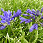 Agapanthus 'Misty Dawn' - Afrikaanse lelie