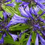 Agapanthus  'Navy Blue' - Afrikaanse lelie