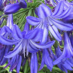 Agapanthus 'Northern Star' - Afrikaanse lelie