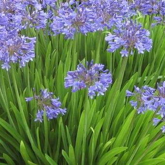 Agapanthus africanus 'Peter Pan'