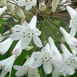 Agapanthus 'Polar Ice' - Afrikaanse lelie