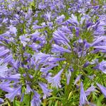 Agapanthus 'Tornado' - Afrikaanse lelie