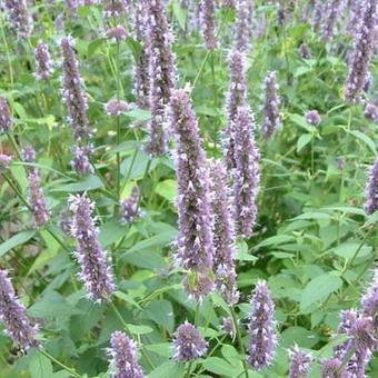 Agastache foeniculum