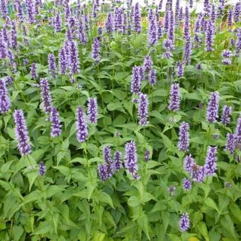 Agastache 'Blackadder'